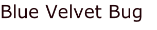 Blue Velvet Bug 